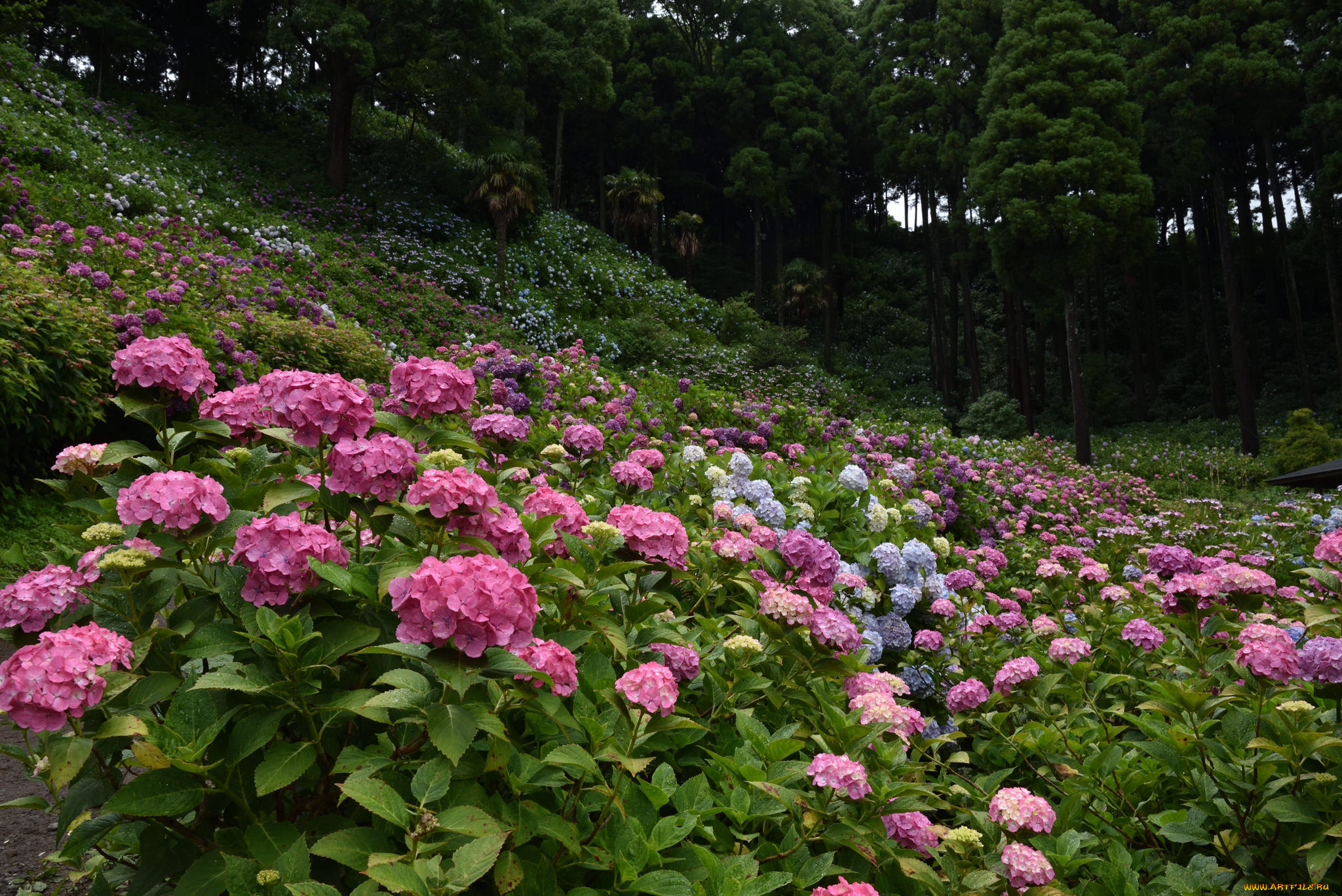 , , splendor, petals, , flowers, blue, hydrangea, , , 